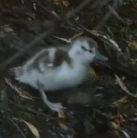 Baby duck as seen in the video